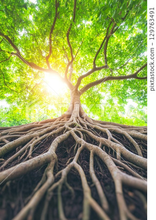 Majestic tree with exposed roots reaching out from the base under a canopy of green leaves. 129763491