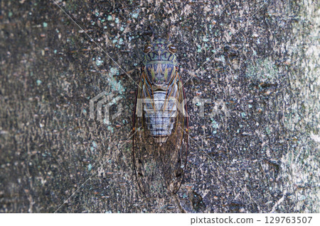 Tsukutsukuboushi perching on a tree 129763507