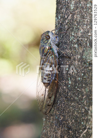 Tsukutsukuboushi perching on a tree 129763529