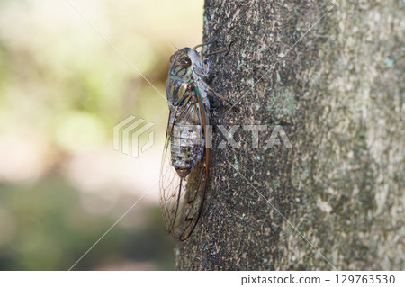 Tsukutsukuboushi perching on a tree 129763530