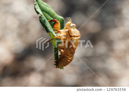 Cicada shell Cicada shell 129763556