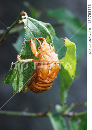 Cicada shell 129763558