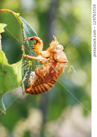 Cicada shell 129763559