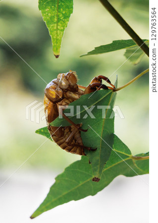Cicada shell 129763564