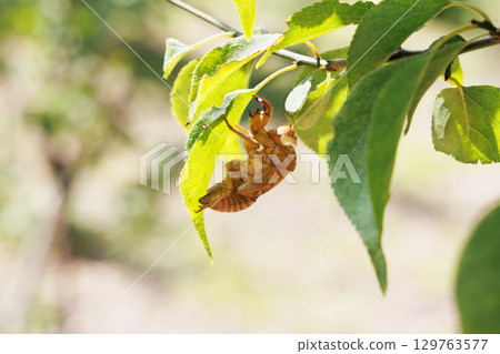 蟬殼 蟬殼 129763577