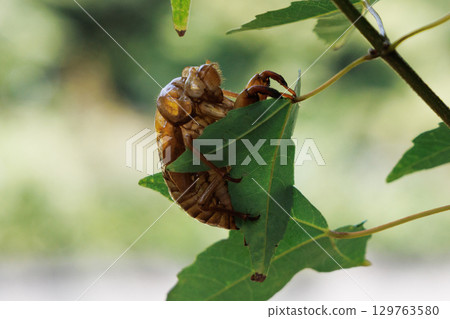 Cicada shell 129763580