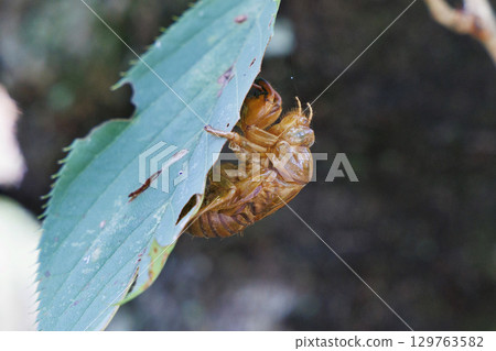 Cicada shell Cicada shell 129763582