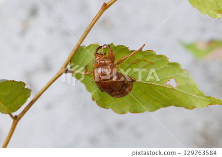 Cicada shell Cicada shell 129763584