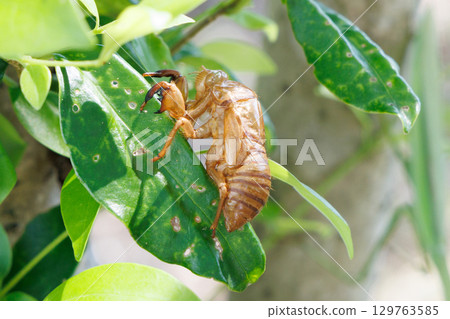 蟬殼 蟬殼 129763585