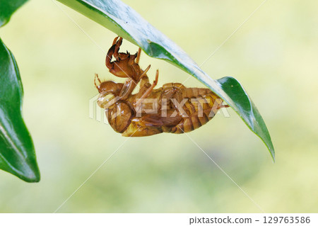 Cicada shell 129763586