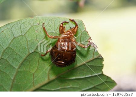 Cicada shell Cicada shell 129763587