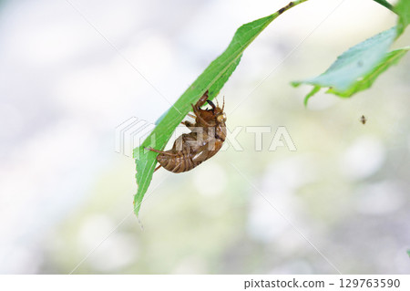 Cicada shell 129763590