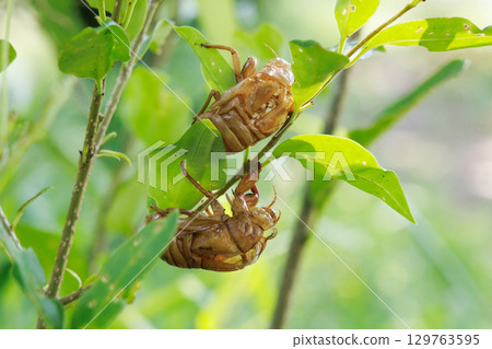 Cicada shell 129763595