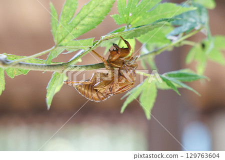 Cicada shell 129763604