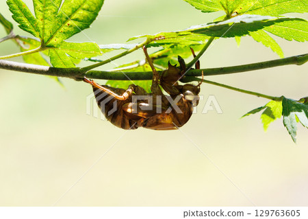 Cicada shell 129763605