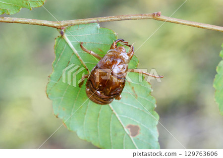 Cicada shell 129763606