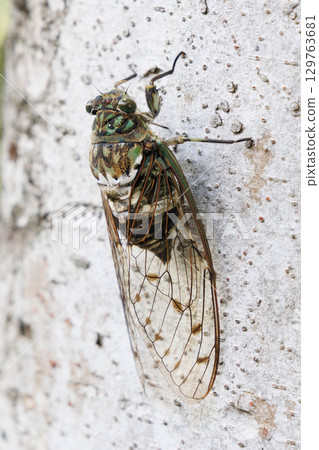 最小的秋刀魚停在樹上 129763681