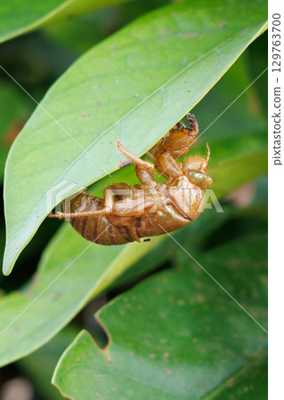 Cicada shell Cicada shell 129763700