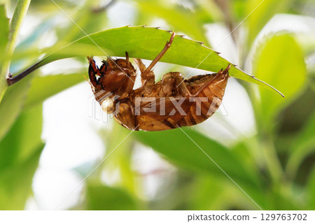 Cicada shell 129763702
