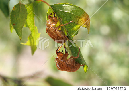 Cicada shell 129763710