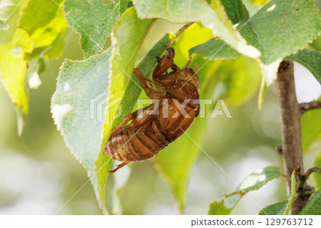 Cicada shell Cicada shell 129763712