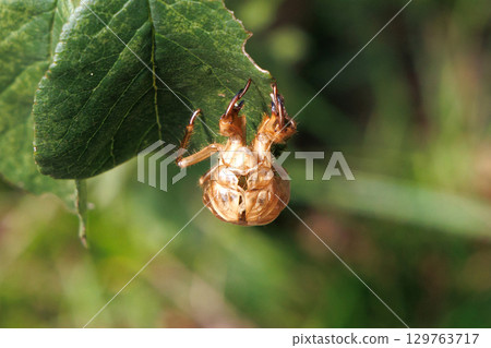 Cicada shell Cicada shell 129763717