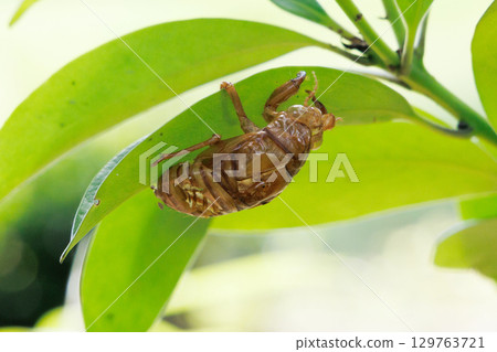 Cicada shell 129763721