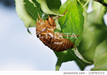 Cicada shell 129763723
