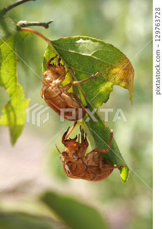 Cicada shell Cicada shell 129763728