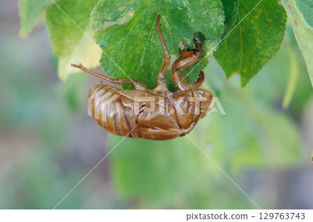Cicada shell 129763743