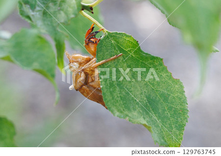 Cicada shell Cicada shell 129763745