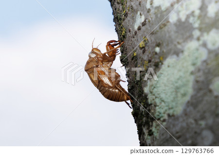 Cicada shell Cicada shell 129763766