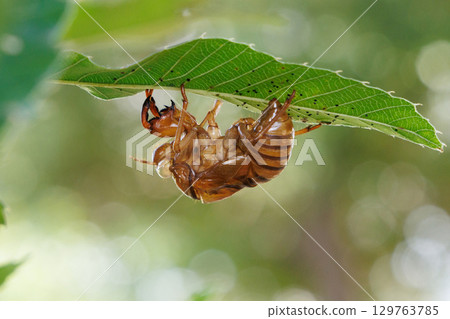 Cicada shell 129763785