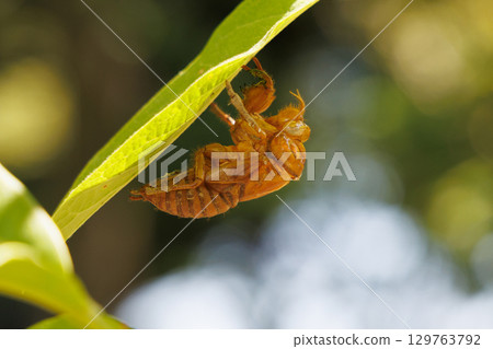 Cicada shell 129763792