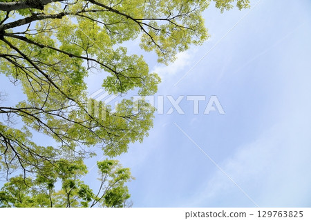 Refreshing young leaves of miscellaneous trees 129763825