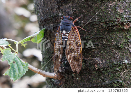 Abra Zemi stopping in a tree 129763865