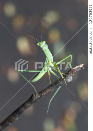 Praying mantis hanging on a tree 129763931