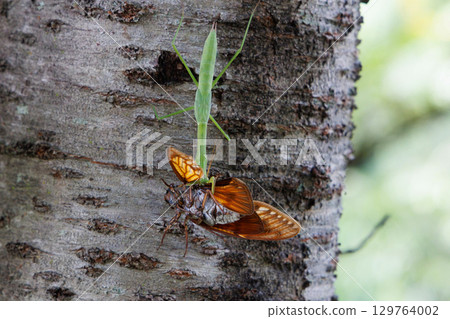 Mantis that prey on the abrasemi 129764002