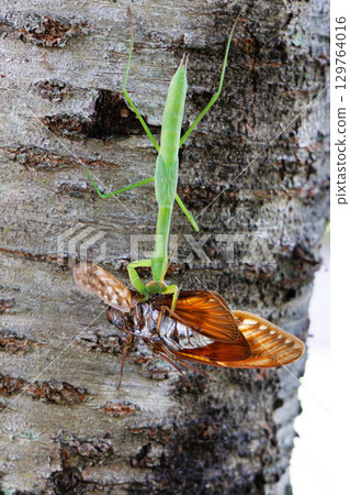 Mantis that prey on the abrasemi 129764016