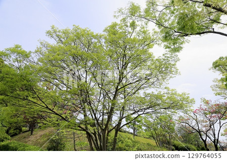 Refreshing young leaves of miscellaneous trees Refreshing young leaves of miscellaneous trees 129764055