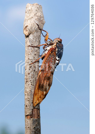 Brown cicada 129764086
