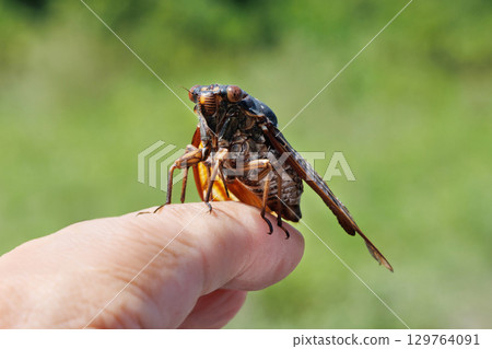 阿巴扎米 阿巴扎米 129764091