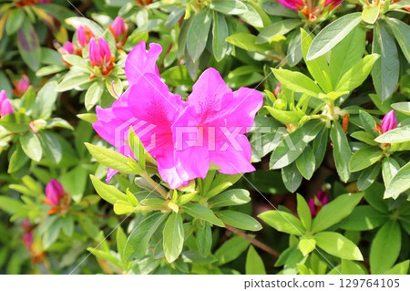 可愛的平戶杜鵑花 可愛的平戶杜鵑花 129764105