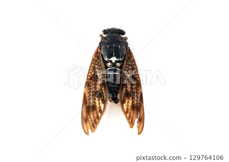 Dead brown cicada Dead brown cicada 129764106