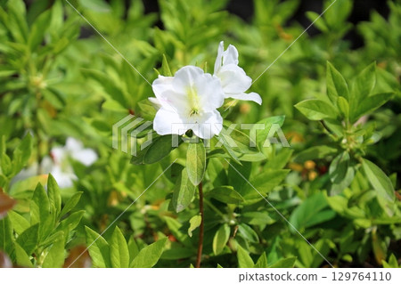 Refreshing Hirado Azalea Flowers Refreshing Hirado Azalea Flowers 129764110