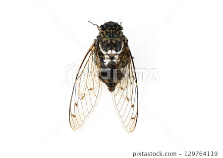 The corpse of a cicada The corpse of a cicada 129764119