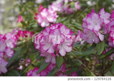 Rhododendrons are blooming in the rhododendron garden. 129764126
