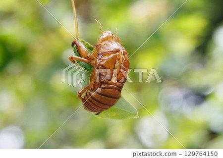 Cicada shell Cicada shell 129764150