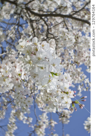 The Somei Yoshino cherry blossoms are in full bloom under the blue sky. The Somei Yoshino cherry blossoms are in full bloom under the blue sky. 129764164