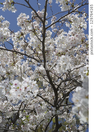 The Somei Yoshino cherry blossoms are in full bloom under the blue sky. 129764165